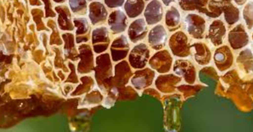 Honing: Gezonde natuurlijke zoetstof en superfood