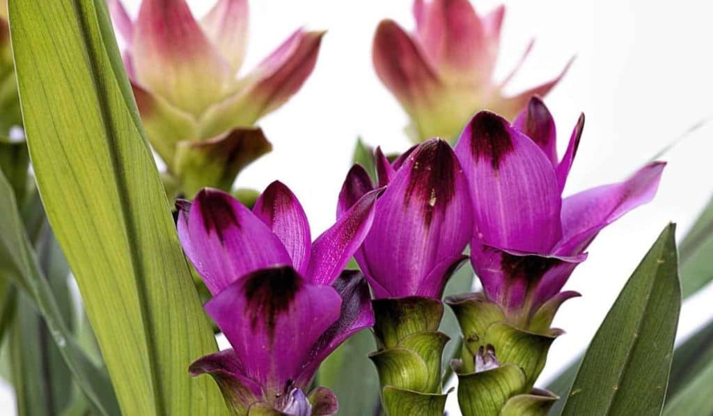 Curcuma Plant