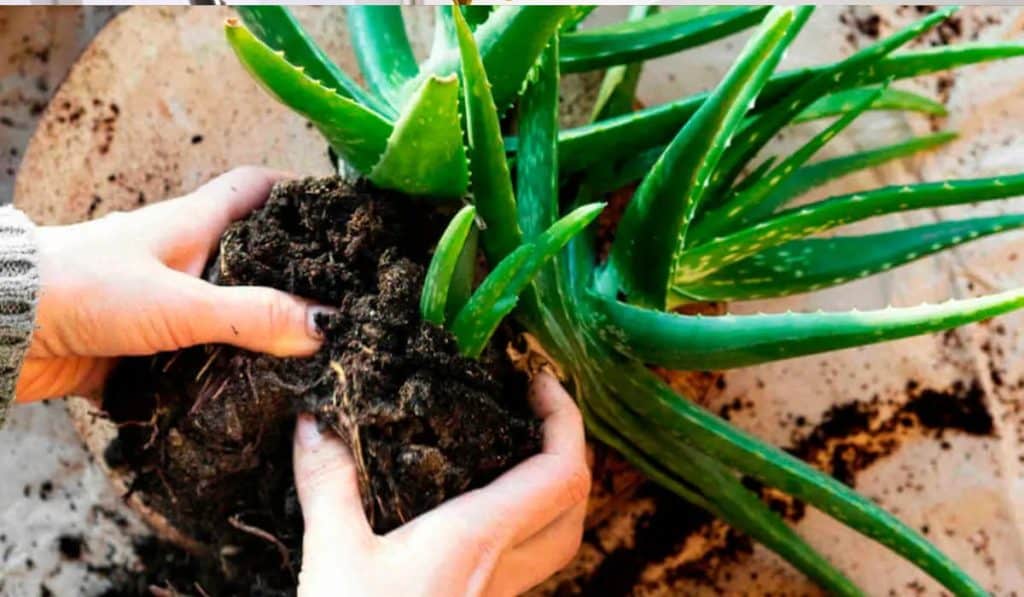 Aloe Vera Plant