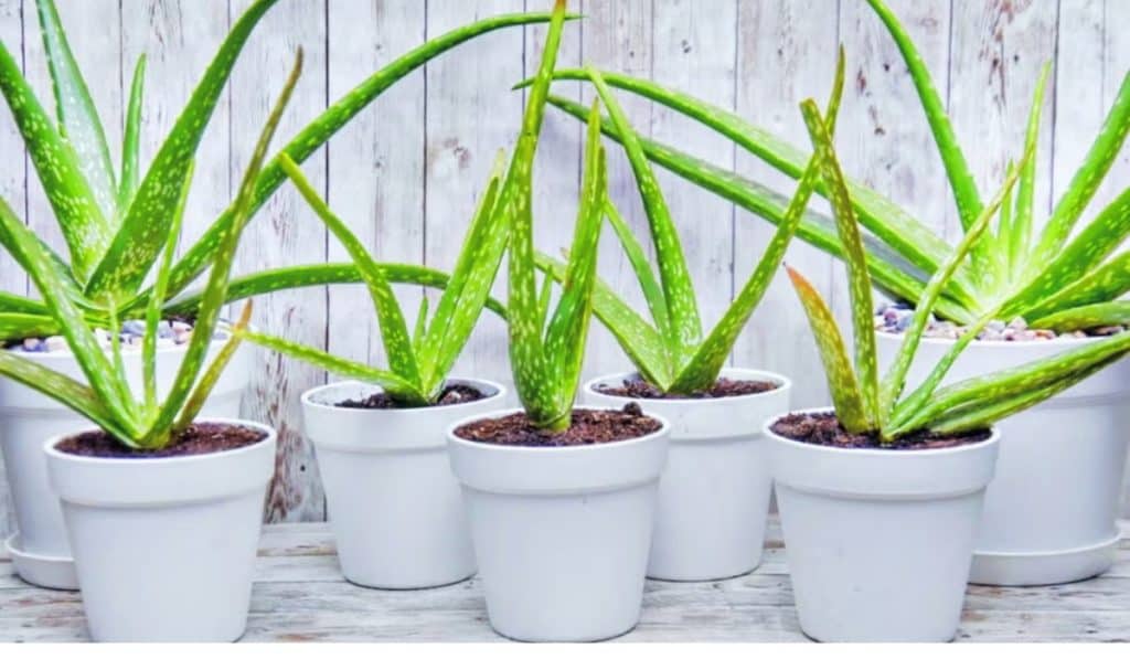 Aloe Vera Plant