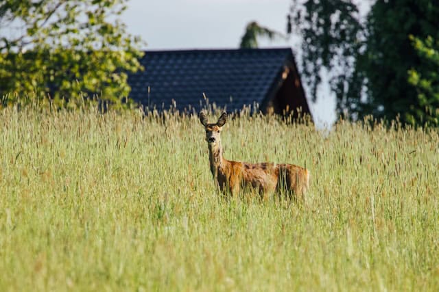 Wild kiezen zonder gedoe